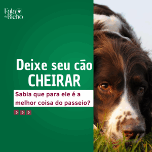 Deixe seu cão cheirar nos passeios