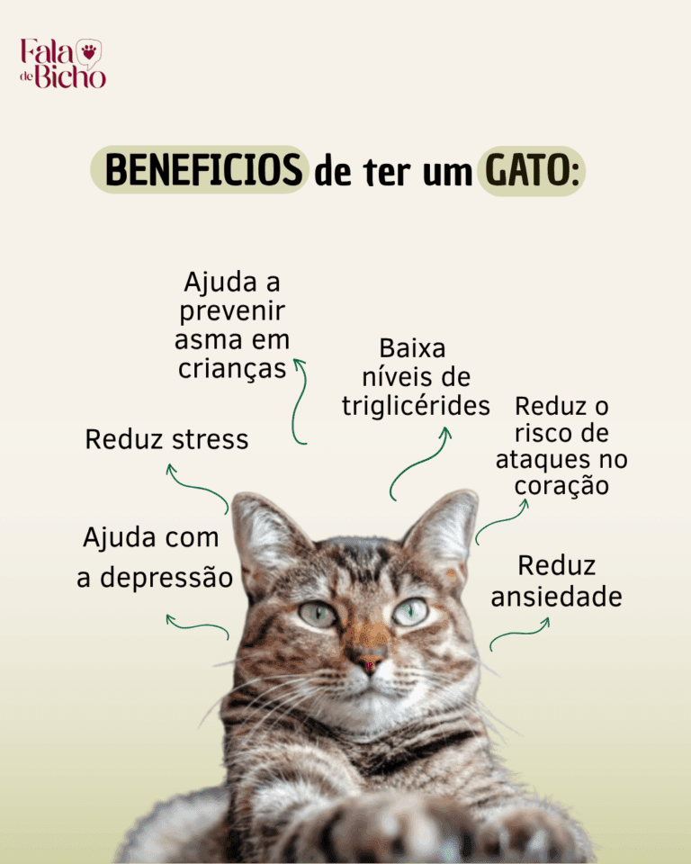Já parou pra pensar nos benefícios de ter um gato?