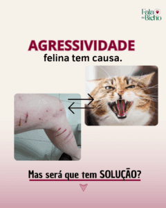 Agressividade felina tem causa!