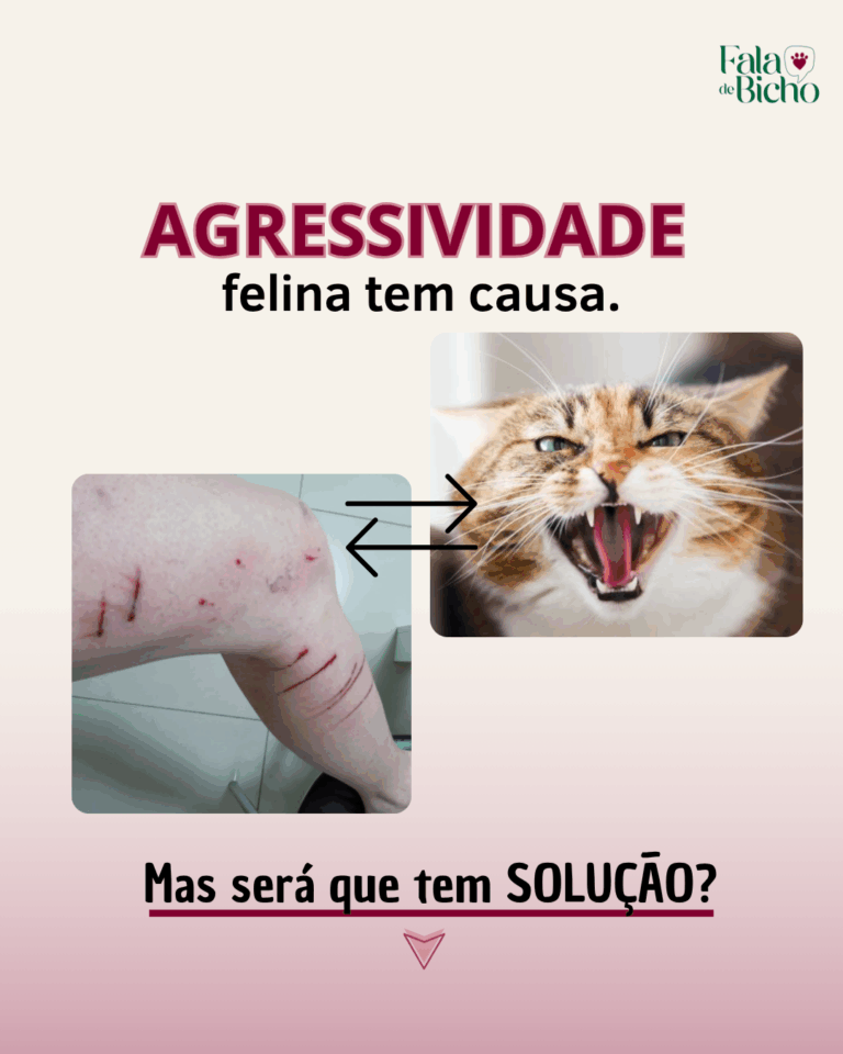 Agressividade felina tem causa!