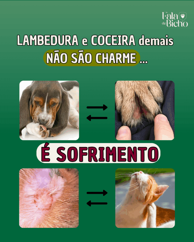 Lambedura é sinal de alerta!