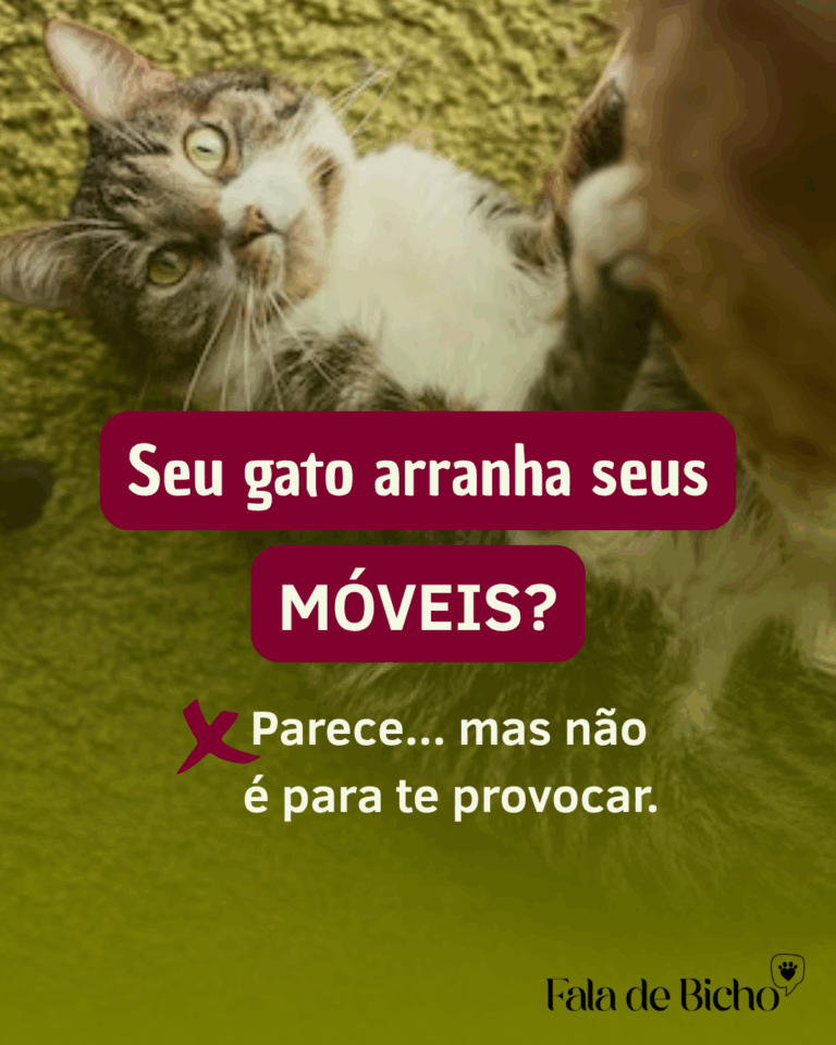 Seu gato anda arranhando uns móveis? Isso é um alerta!