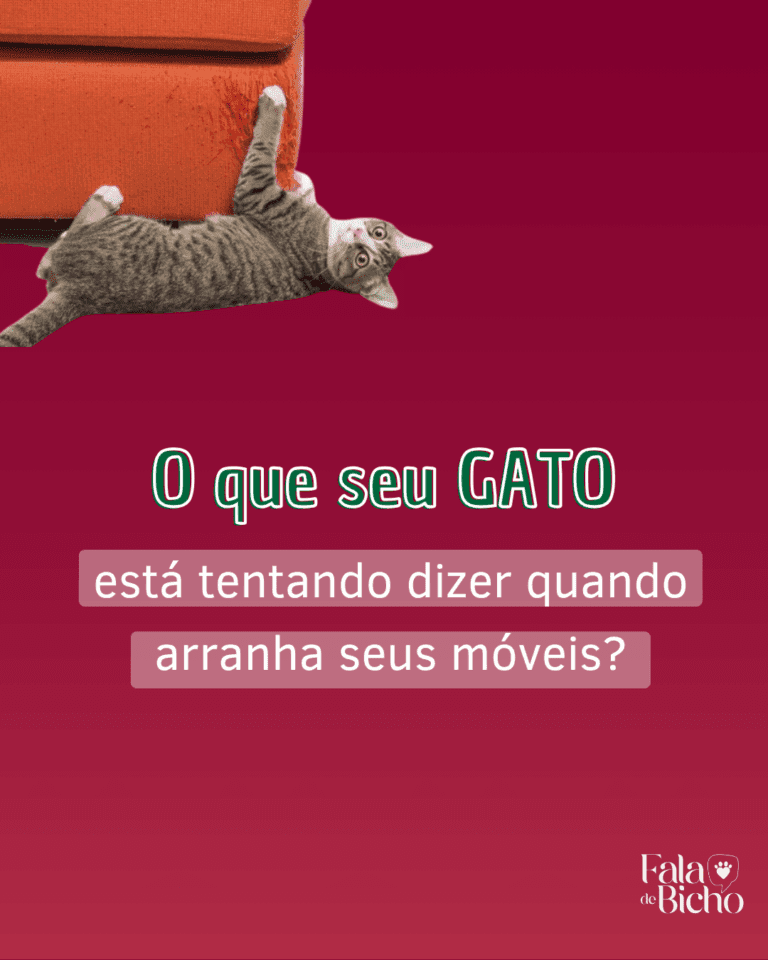 Seu gato arranha os móveis? Isso tem um significado!