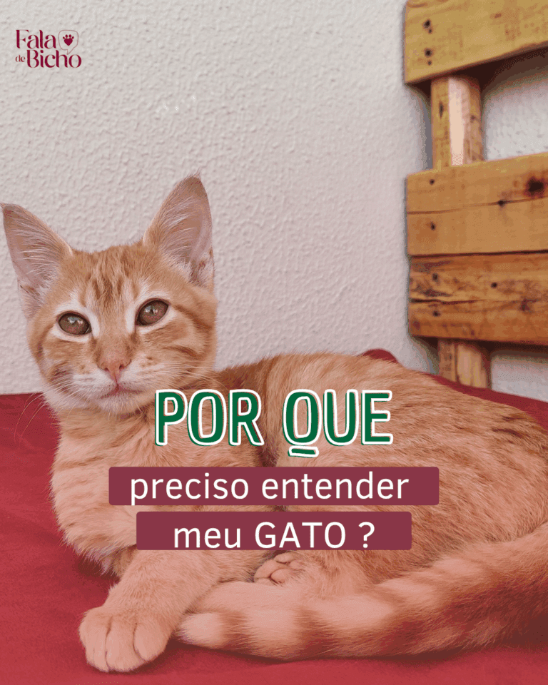 Porque você deve entender seu gato…